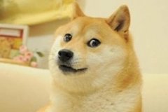 doge表情包柴犬去世 曾成众多表情包和网络梗的来