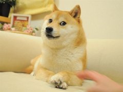 火遍全球！Doge表情包原型